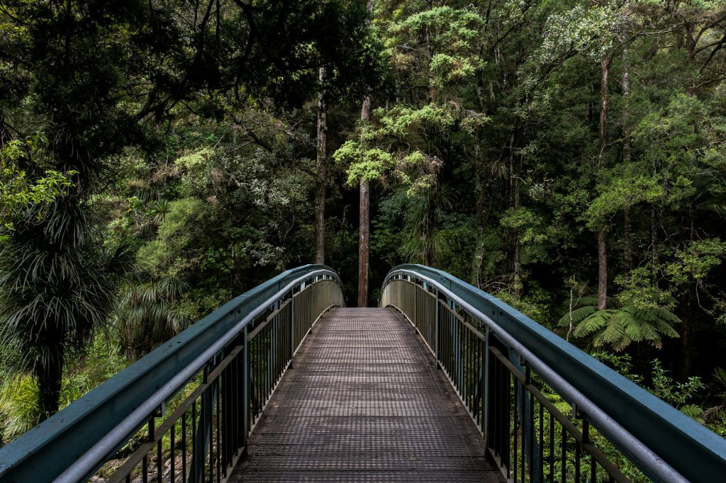 A quiet path running through a green wood