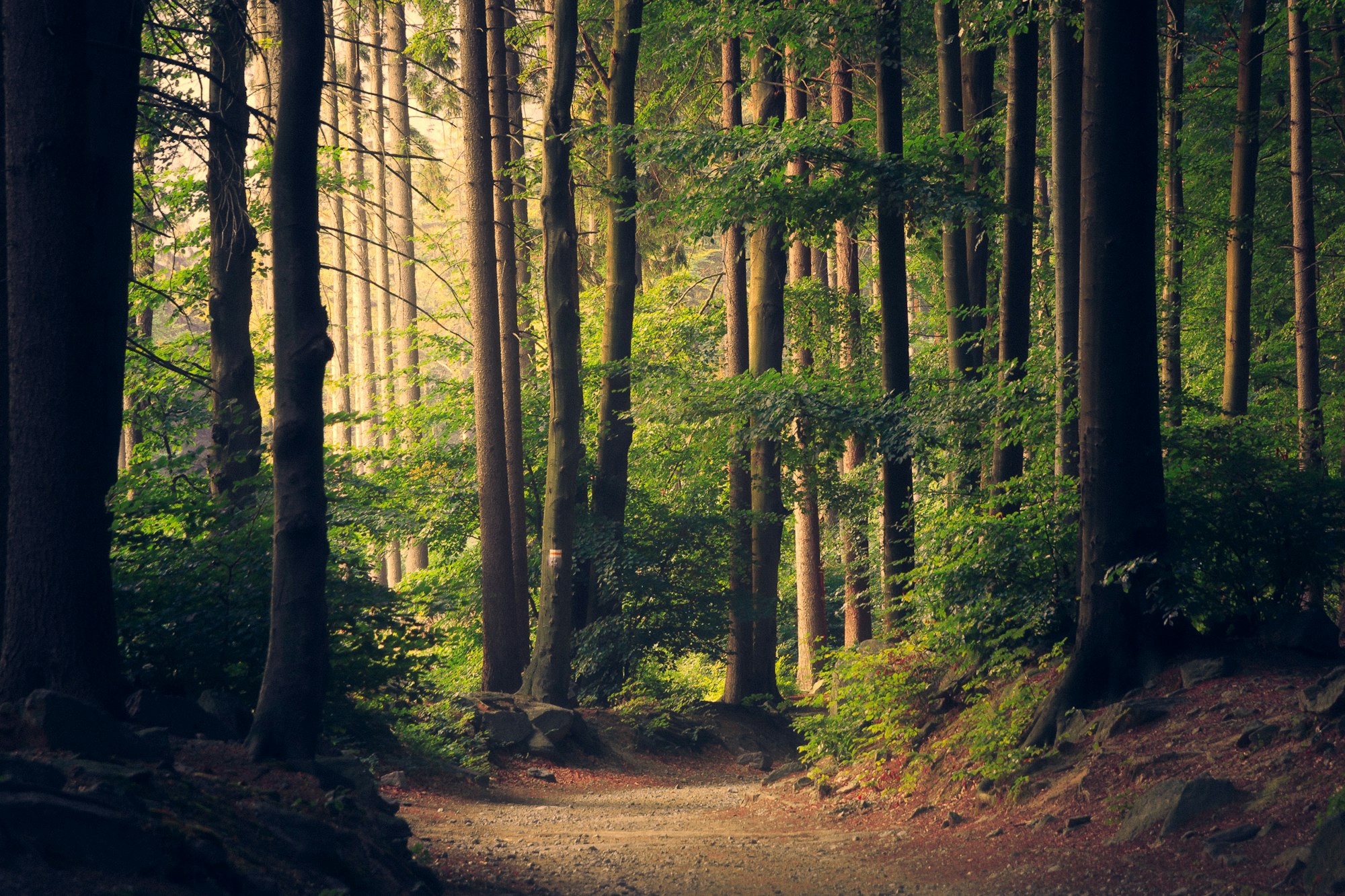 Sunlight falling through tall trees